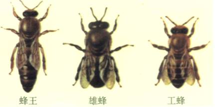 中華蜜蜂(圖3)