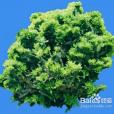 龍骨植物 龍骨植物
