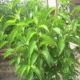 杜仲(植物滋補藥材)