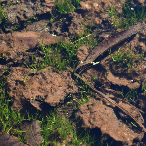 Gratiola amphiantha
