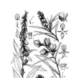 紫花豬屎豆 紫花豬屎豆