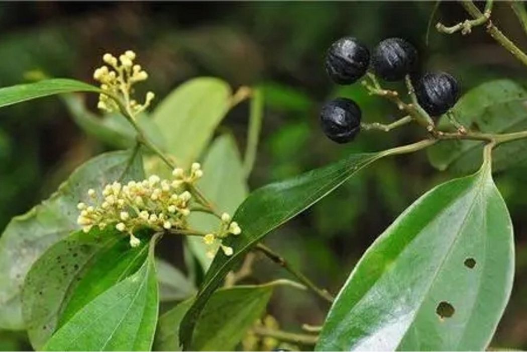雞卵槁(黎厚殼桂) 雞卵槁(黎厚殼桂)