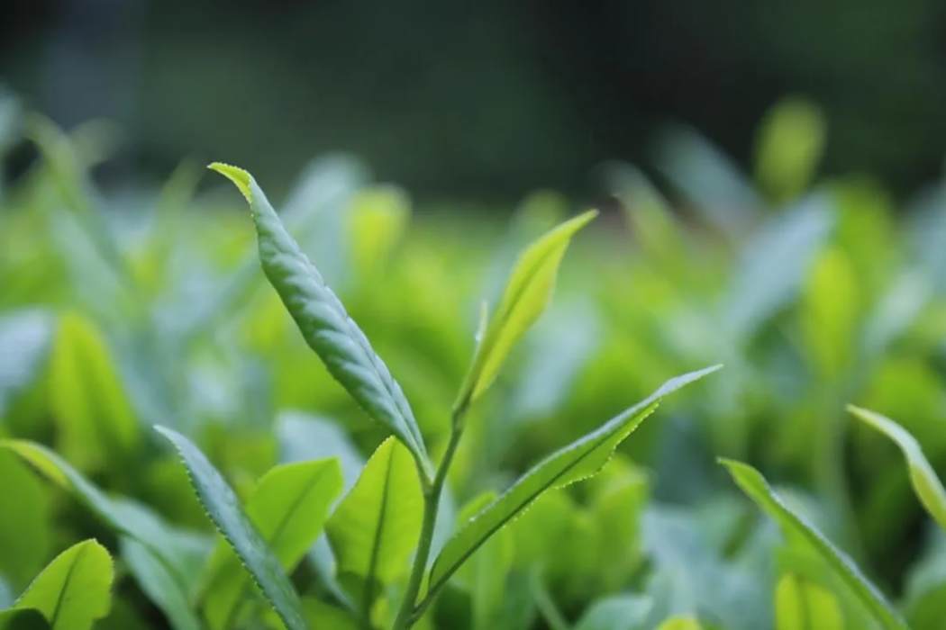 鄂茶2號