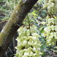 白花油麻藤(禾雀花)