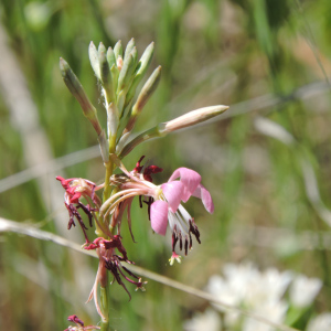 Oenothera suffulta