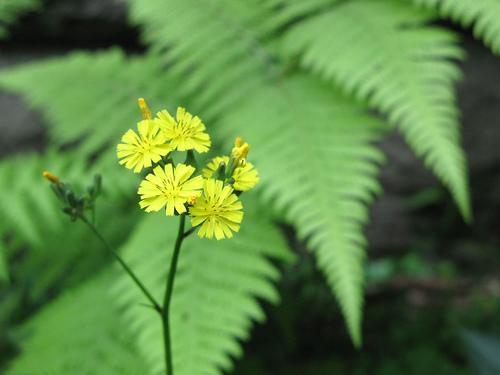光黃鵪菜 光黃鵪菜