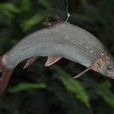 穴魚 穴魚
