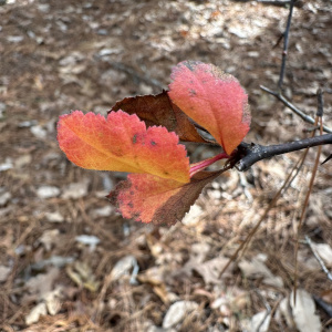 Crataegus nananixonii