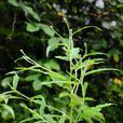 波緣風毛菊 波緣風毛菊