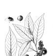 棱果柯 棱果柯