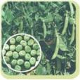 中豌2號 中豌2號