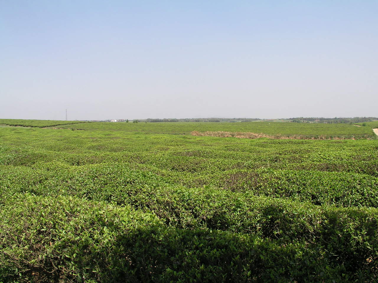 飛里鄉擁有近萬畝茶園