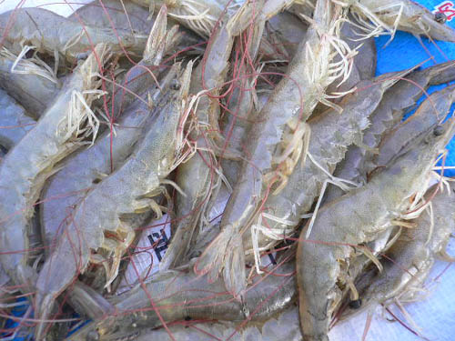 程村水產品——蝦
