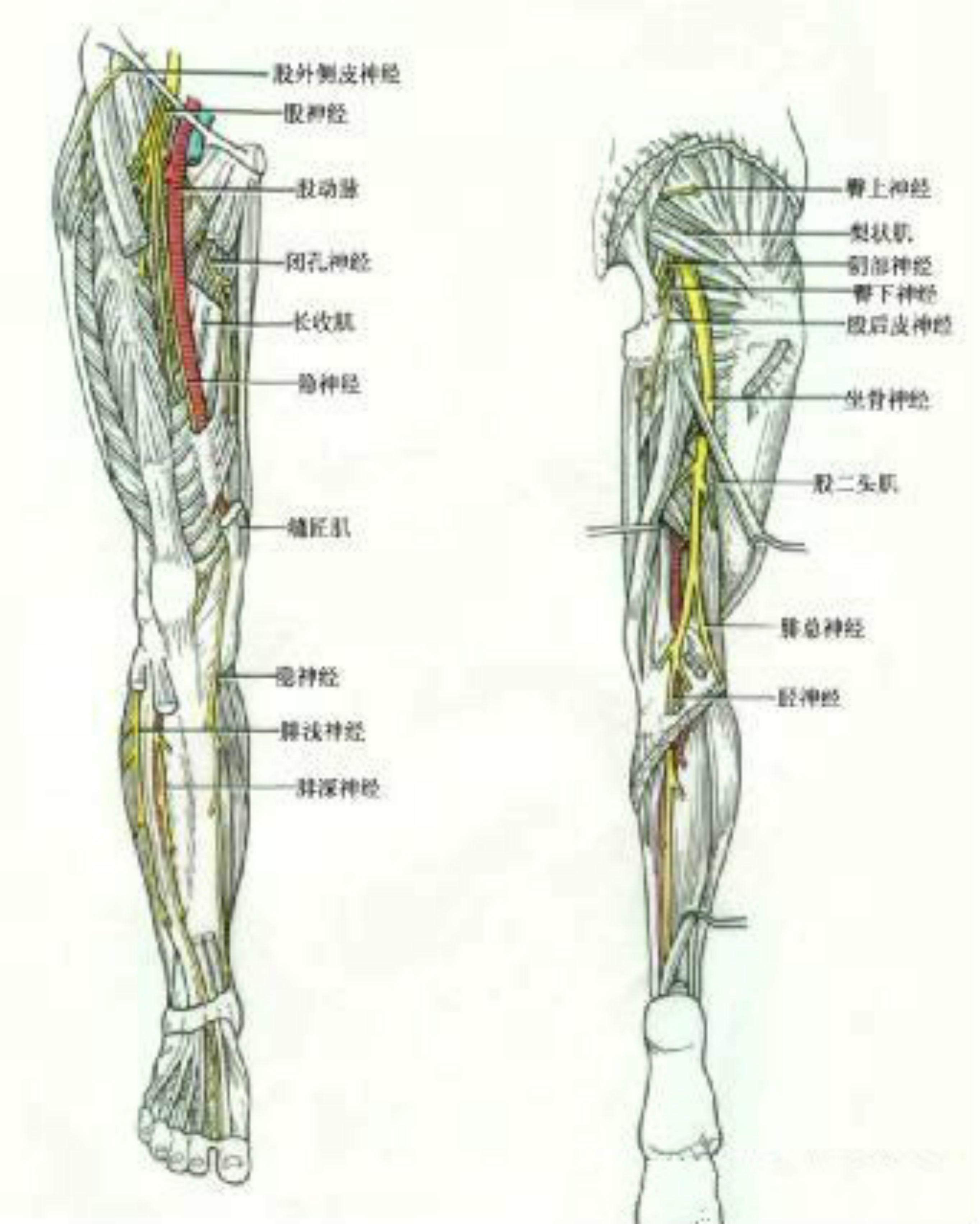 坐骨神经痛的3 种分型和 13 个牵拉试验-MedSci.cn
