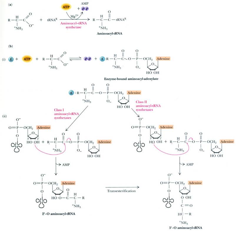 氨醯-tRNA合成酶