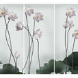 芙蓉賦(三國曹魏曹植賦作) 芙蓉賦(三國曹魏曹植賦作)