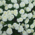 亳菊 亳菊