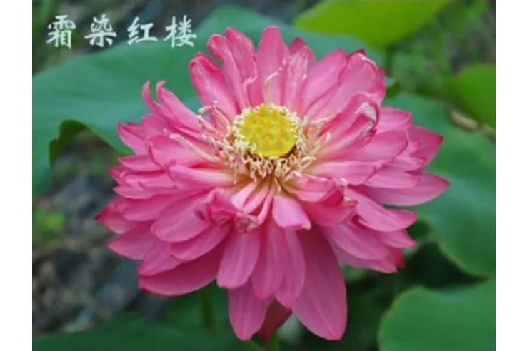 霜染紅樓 霜染紅樓