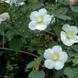 台灣芙蓉 台灣芙蓉