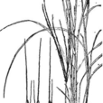 腸須草屬 腸須草屬