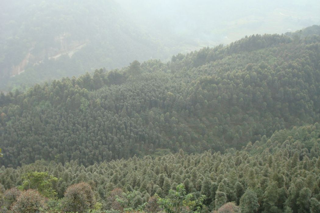桃坡村 桃坡村