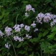 歐亞香花芥(紫花香花芥) 歐亞香花芥(紫花香花芥)
