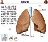 肺解剖圖