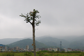 九如村(廣東省廣州市增城區永寧街下轄村) 九如村(廣東省廣州市增城區永寧街下轄村)