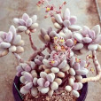 Graptopetalum amethystinum (Rose)Walther Graptopetalum amethystinum (Rose)Walther