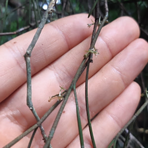 Tridactyle filifolia