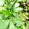 龍芽草(龍牙草)