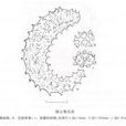 裸五角瓜參 裸五角瓜參