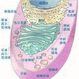 內膜系統 內膜系統