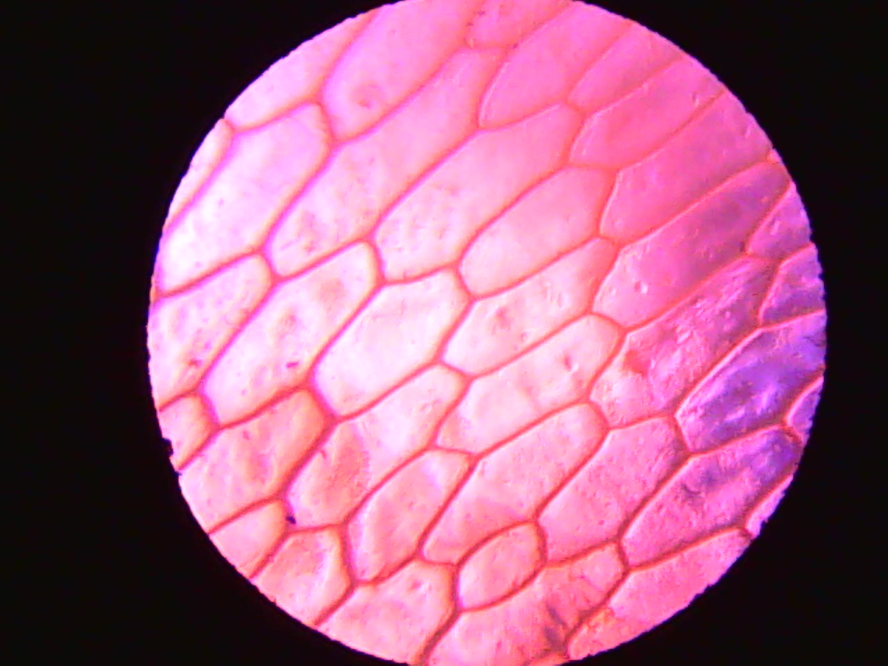 洋蔥鱗片葉表皮細胞臨時裝片