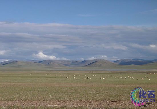 藏北牧區
