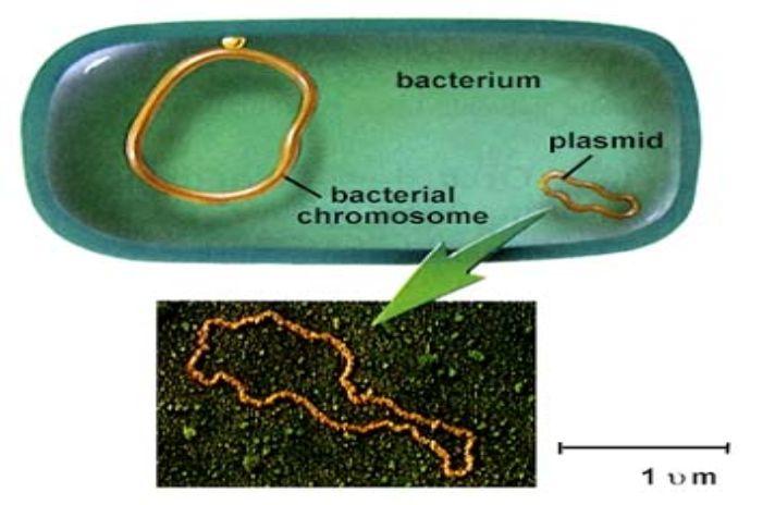 細菌染色體