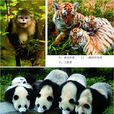 脊椎動物