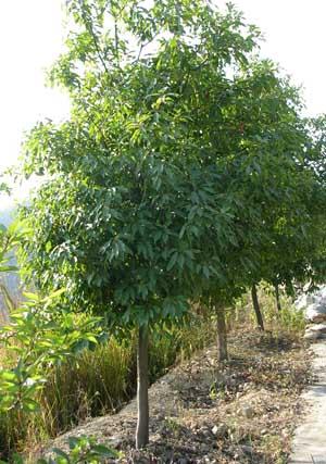 木荷(側膜胎座目山茶科植物)