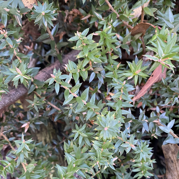 Acrotriche leucocarpa