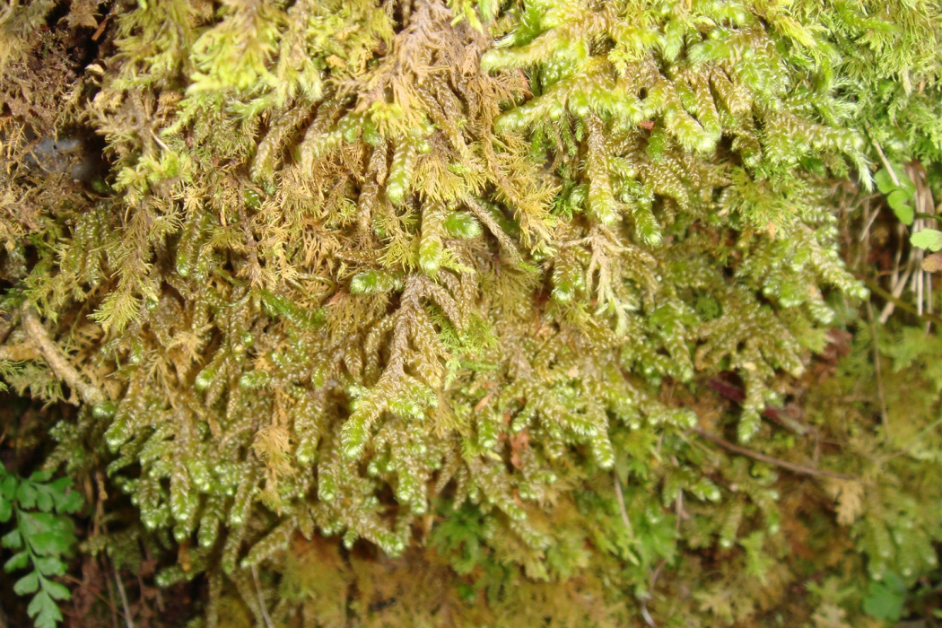 粗枝蘚 粗枝蘚