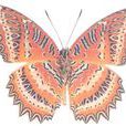 紅鋸蛺蝶