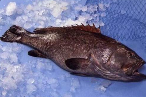 擬石首魚屬