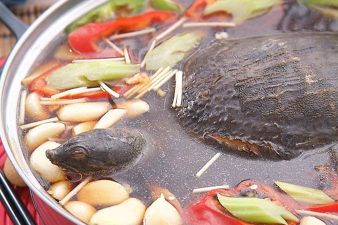 大蒜鱉肉湯 大蒜鱉肉湯