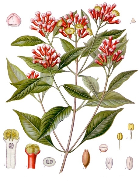 丁香油(植物提取物)