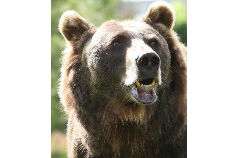 Honey Bump Bear Honey Bump Bear