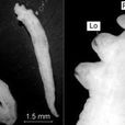 舌形動物門 舌形動物門