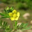 二裂委陵菜 二裂委陵菜