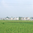 袁塘村 袁塘村
