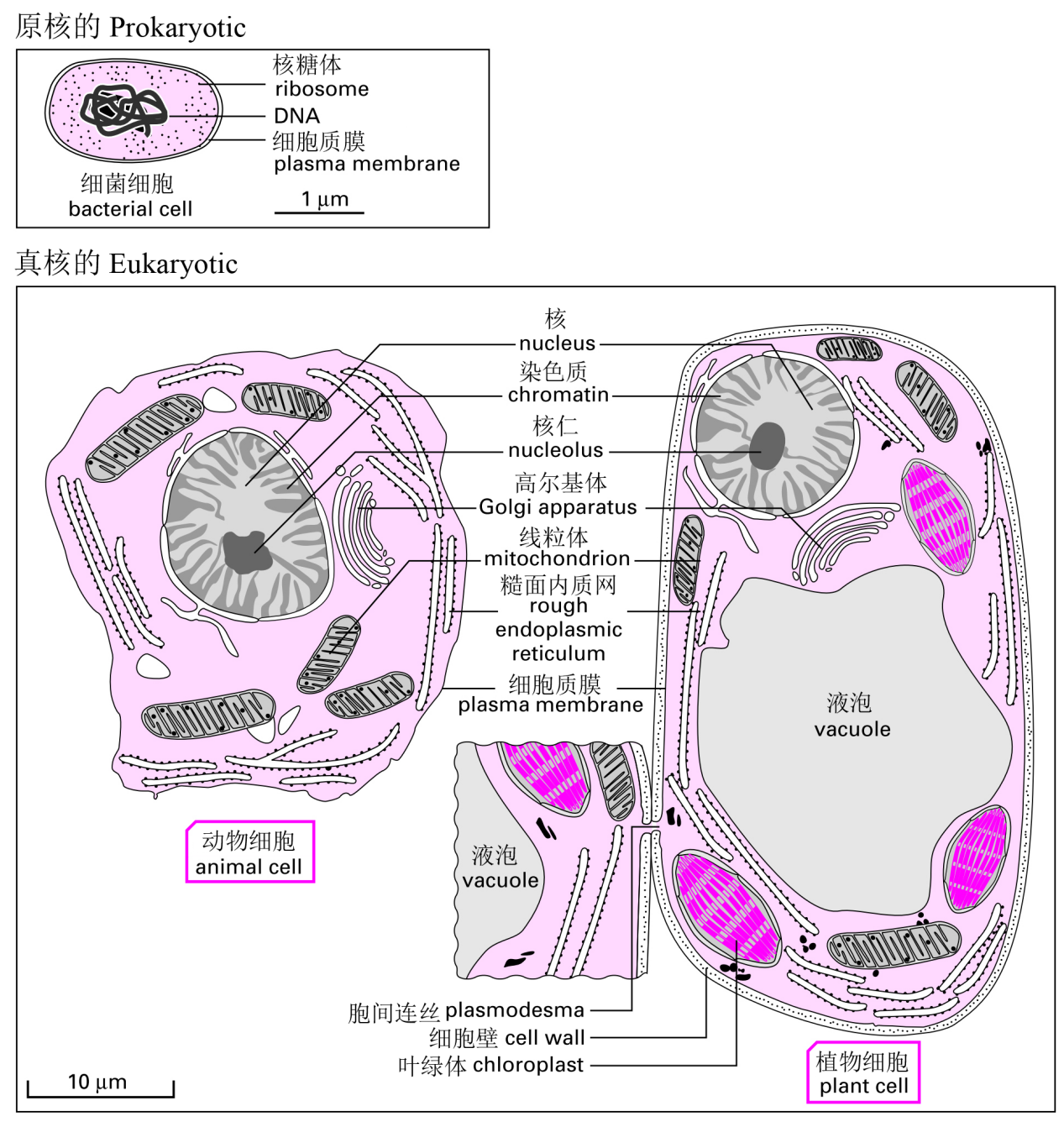 圖1 原核細胞與真核細胞結構的比較