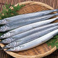 針魚 針魚